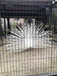 白鳥の舞