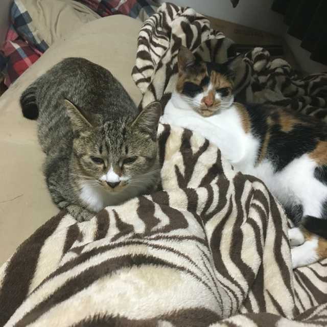 じゅんや