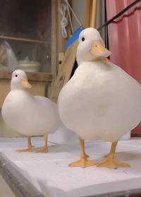 しろしろしろろ