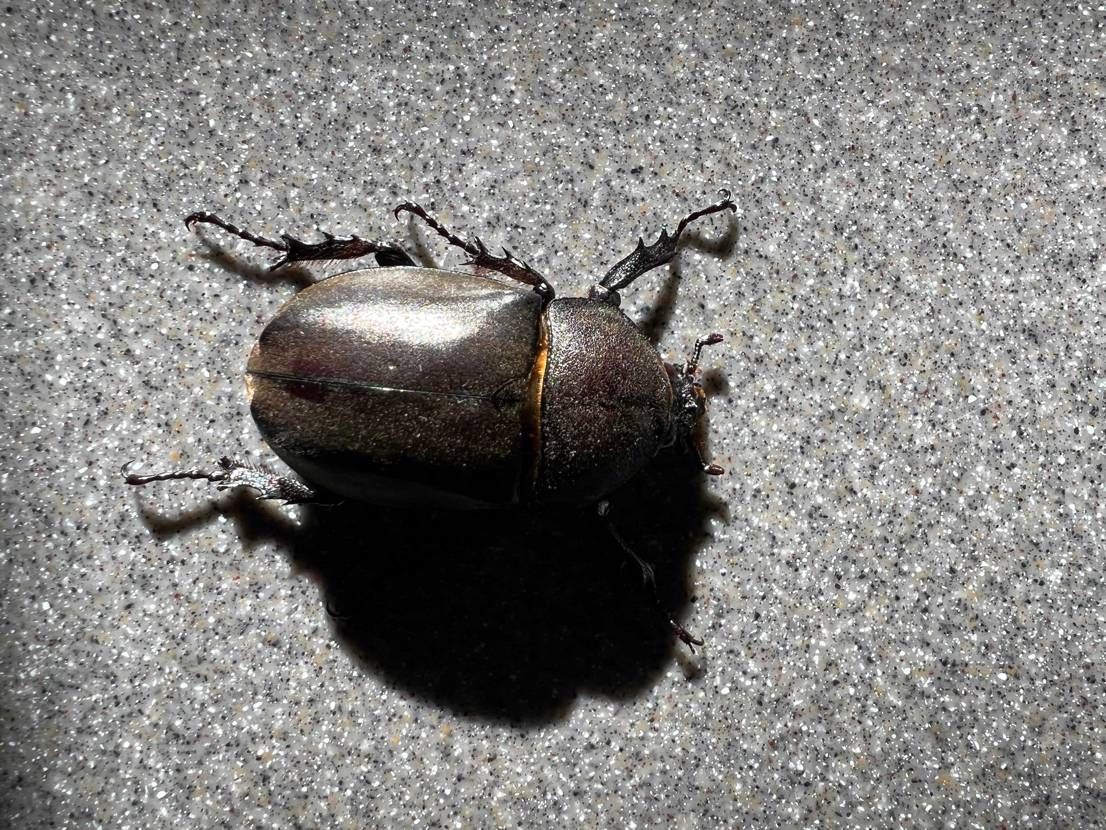 アザエル履いて…

京極からニセコのコテージへ☺️
ウ