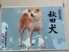 パピオン