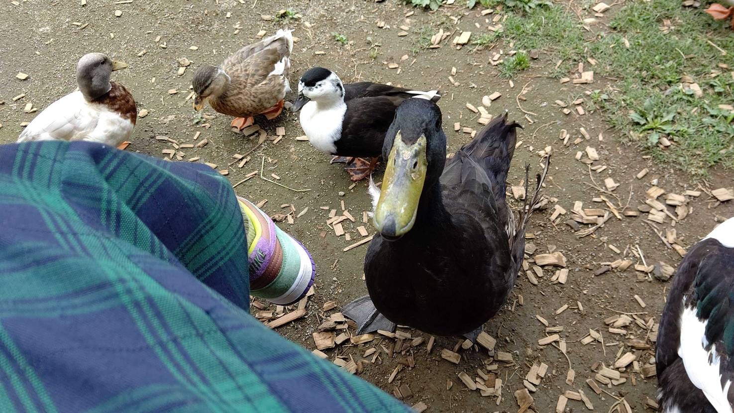 今日はベニヤ履いて花鳥カフェへ