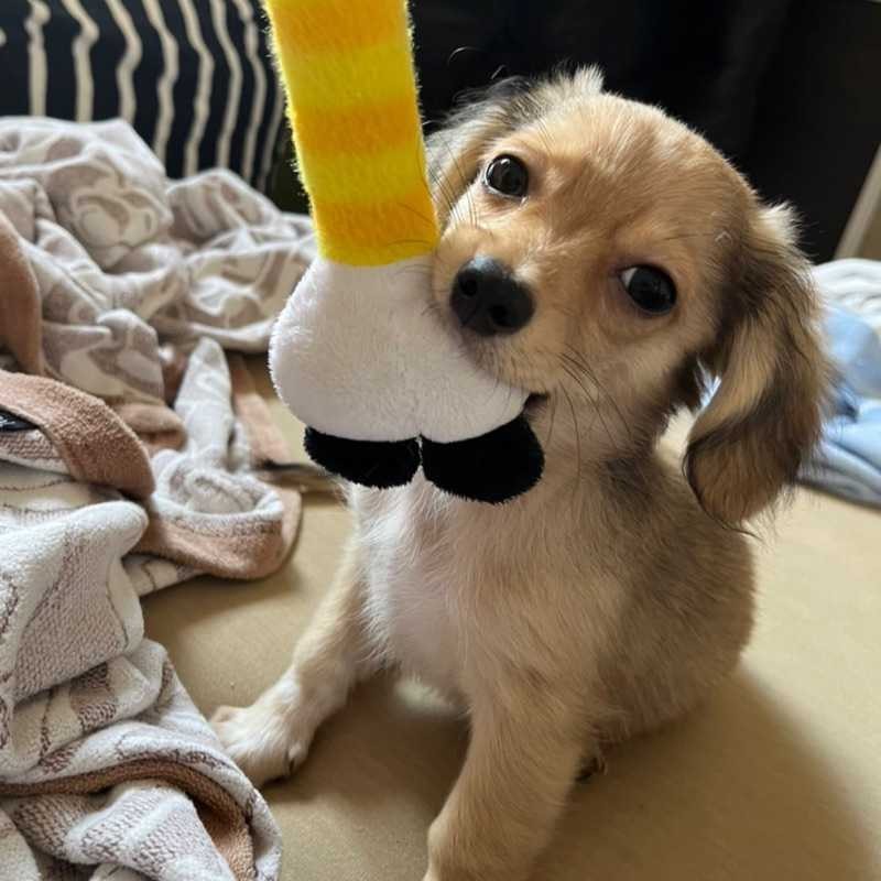 くまもとたいち
