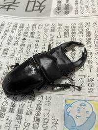 ガルベス8