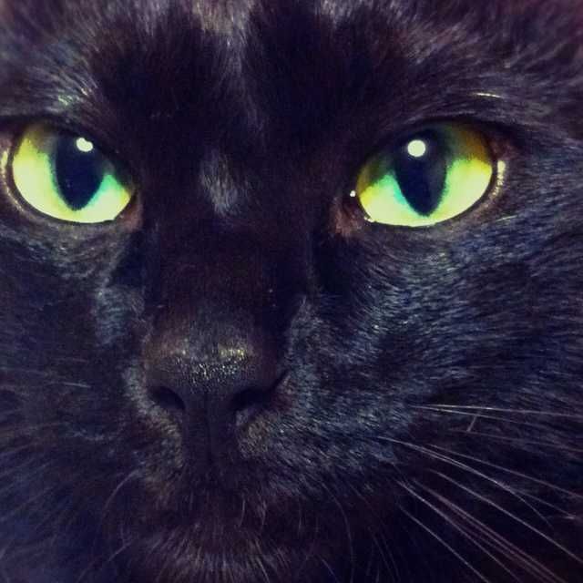 ユーザーアイコン