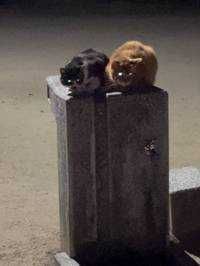 やにサブ