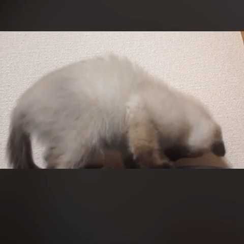 つよし