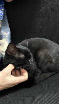 Konkat