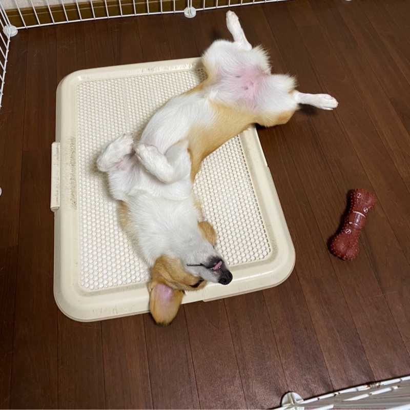きよ
