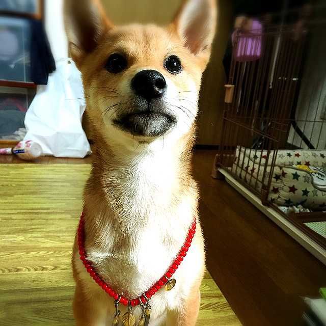 fanmo(出品者)