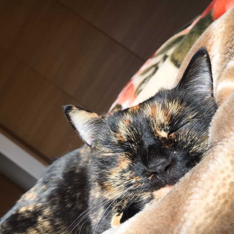 ねろねこ