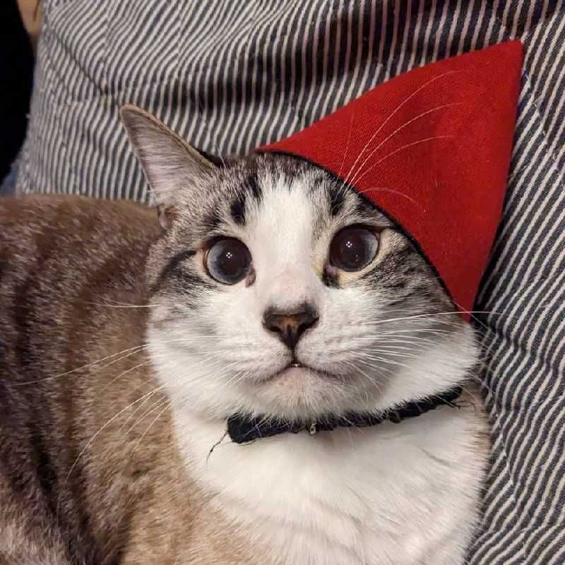 ケイ