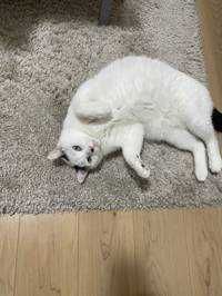 ユーザーアイコン