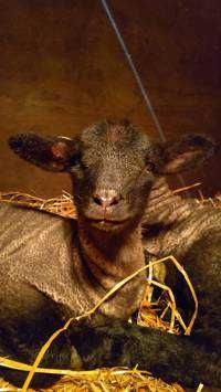 Sheep
