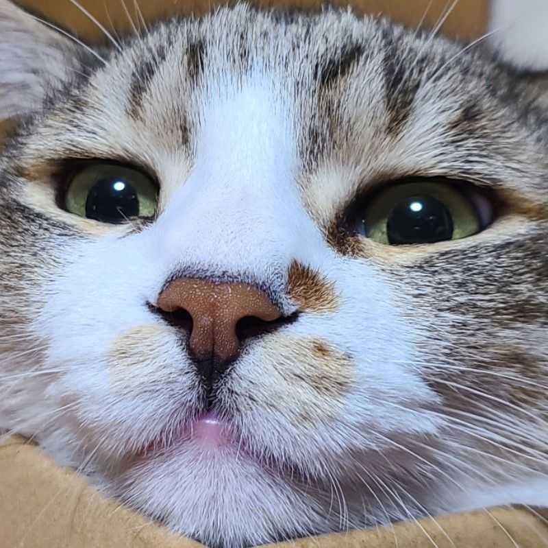 アル