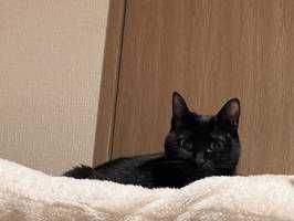 ねこ