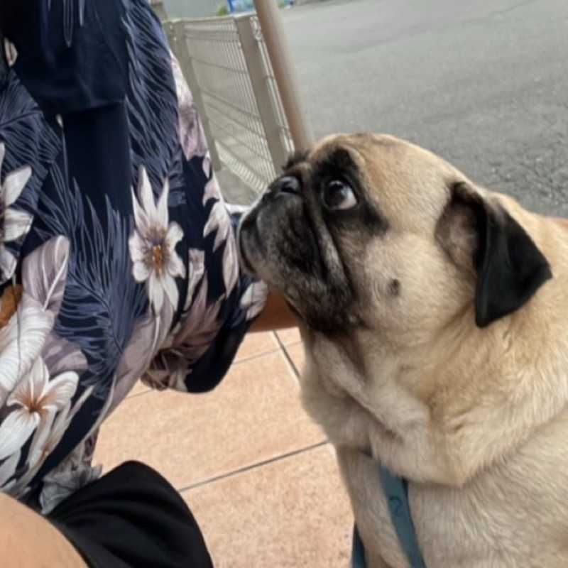ころすけ