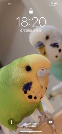 たま