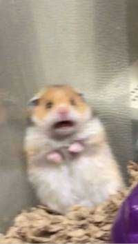 Toto