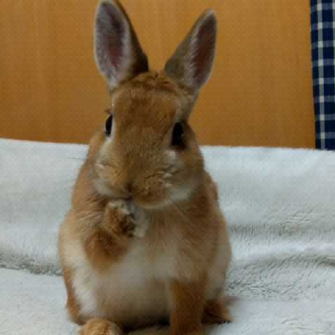 うさお