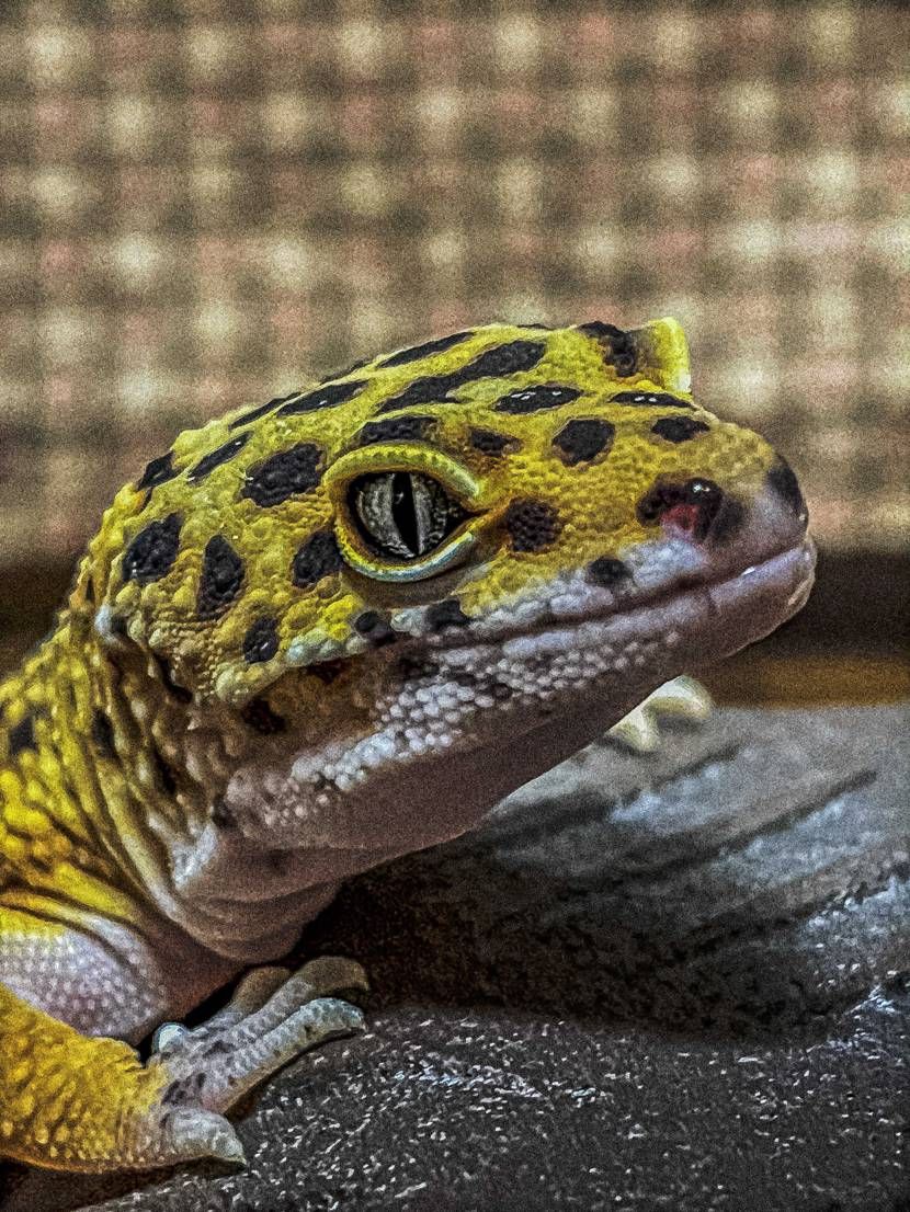クリスマスプレゼント頂きました
飼っているレオパがモチーフ