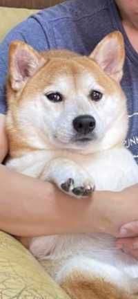 yasu