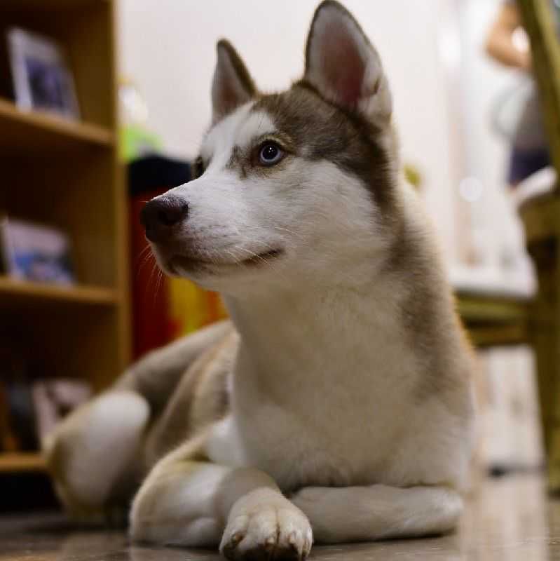 キーティ