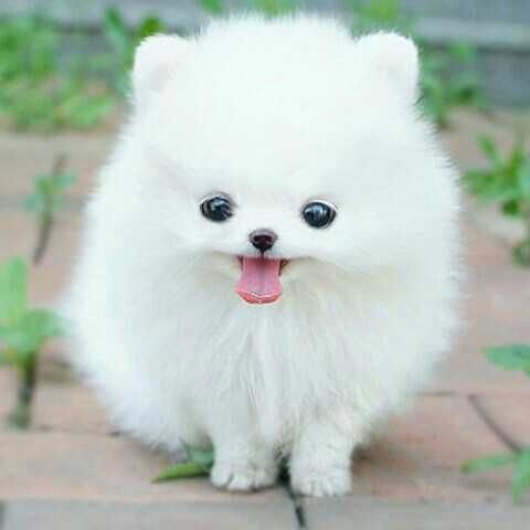 犬