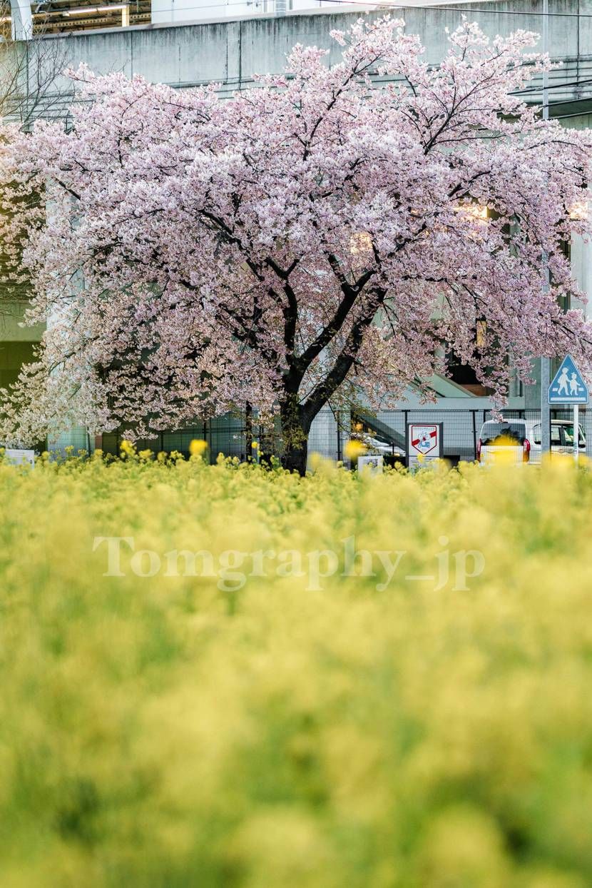 桜と菜の花の写真を撮りに行きました
菜の花の黄色と合わせて