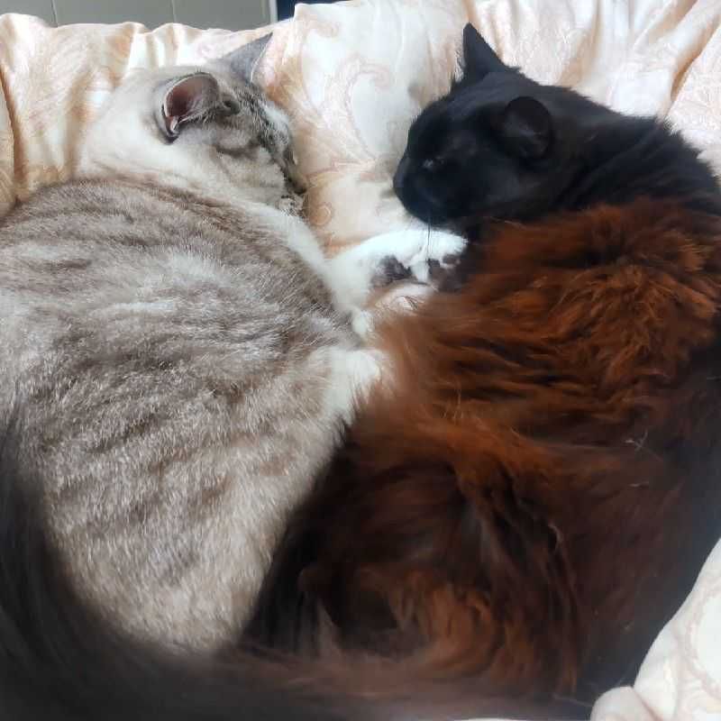 ユーザーアイコン