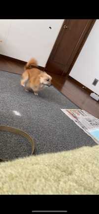 はると