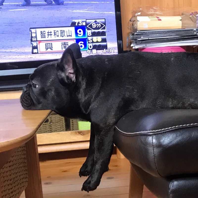 し(出品者)
