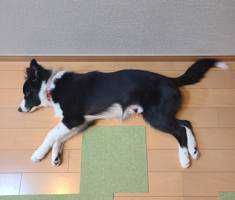 だ