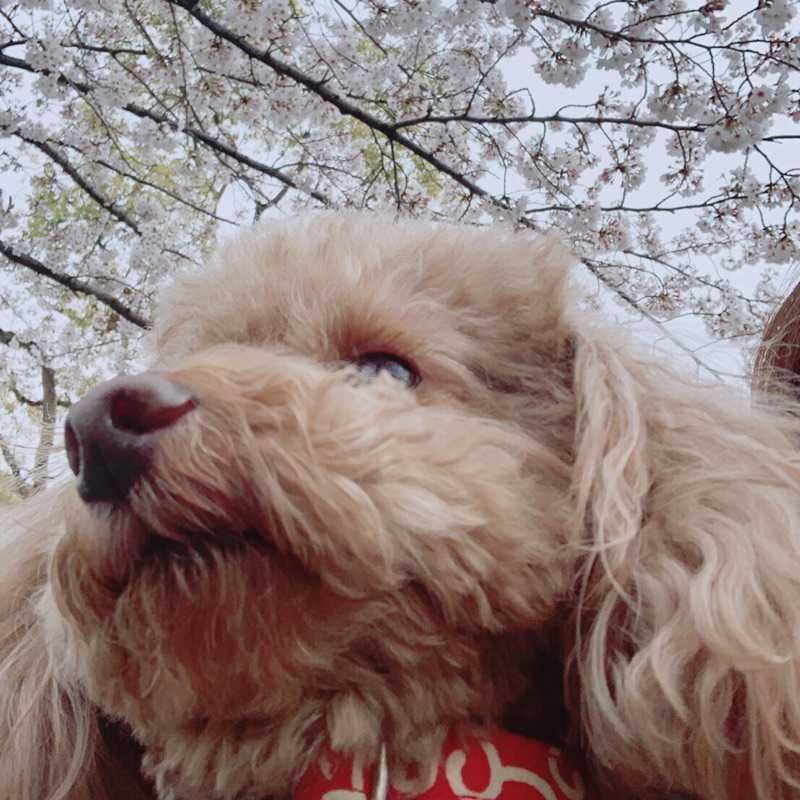 Skyg
