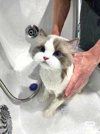あああ