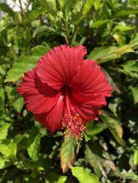 ユーザーアイコン