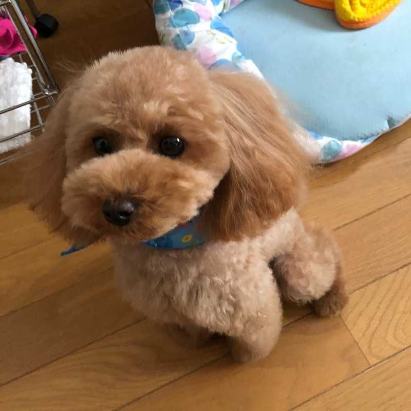 (•ө•)♡