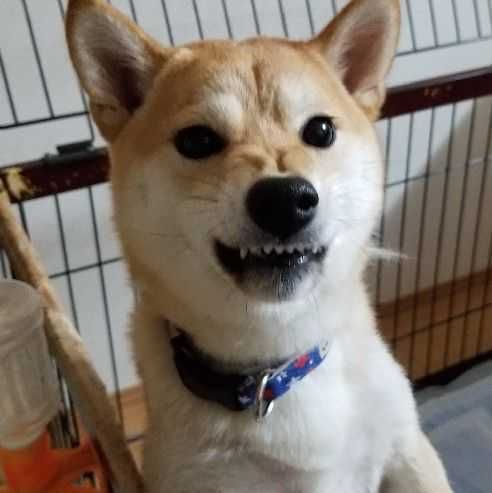 犬(出品者)