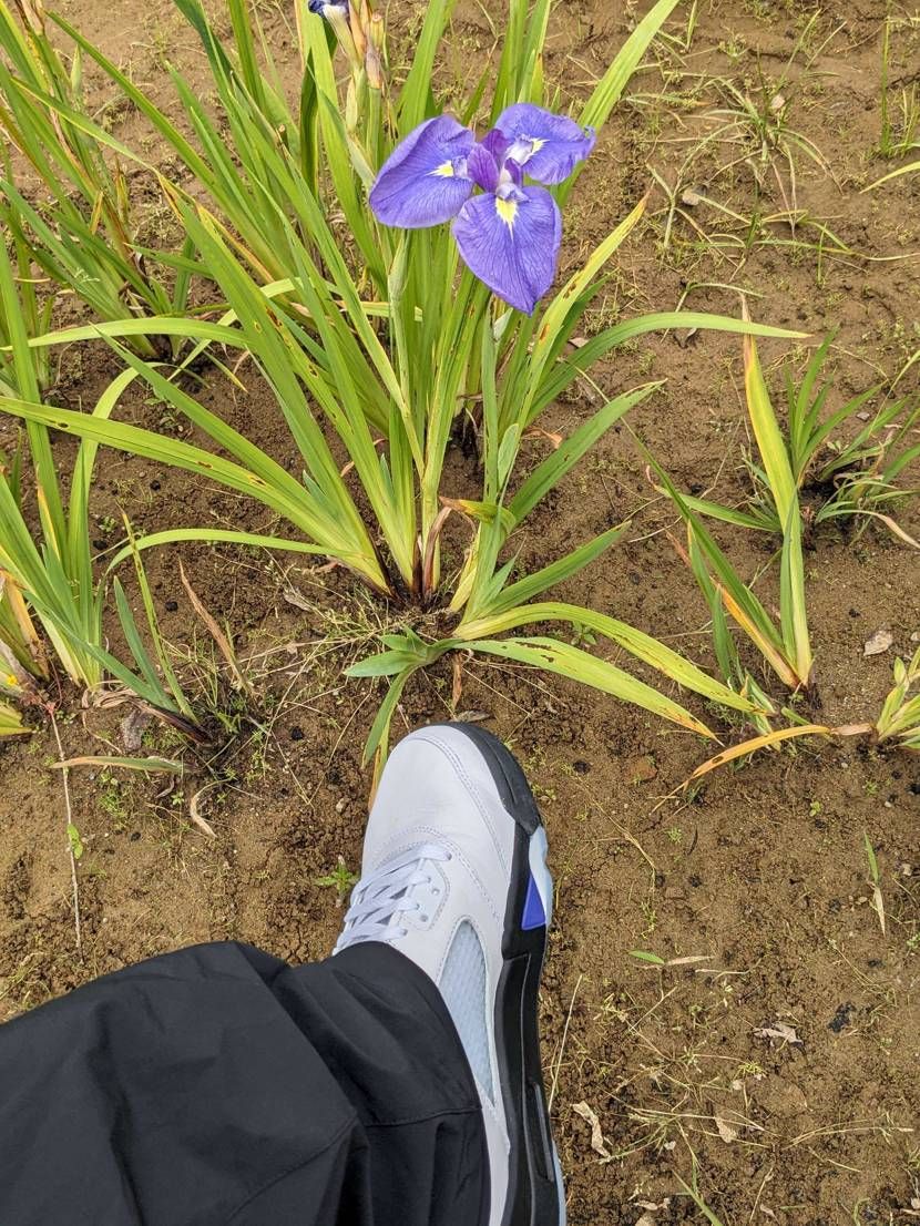 ゴツいAJ5君と菖蒲の出会い😍
クッション性は固すぎなく柔らかすぎもなく、そ
