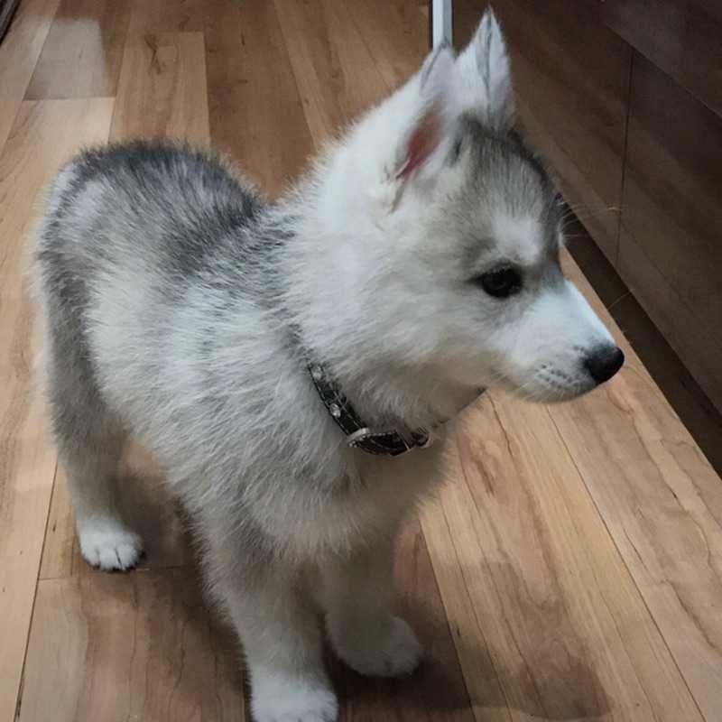 聖真
