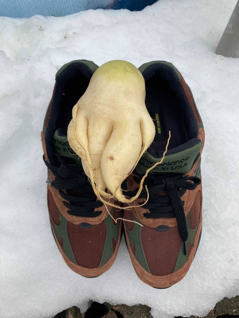2年ぶりに帰省したら実家の畑にマンドラゴラが生えておった