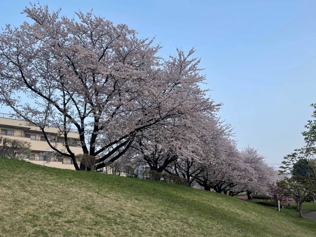 やはり桜が咲く期間にはこれを履いて見に行かないと🌸！という事