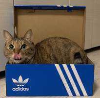 ものこ
