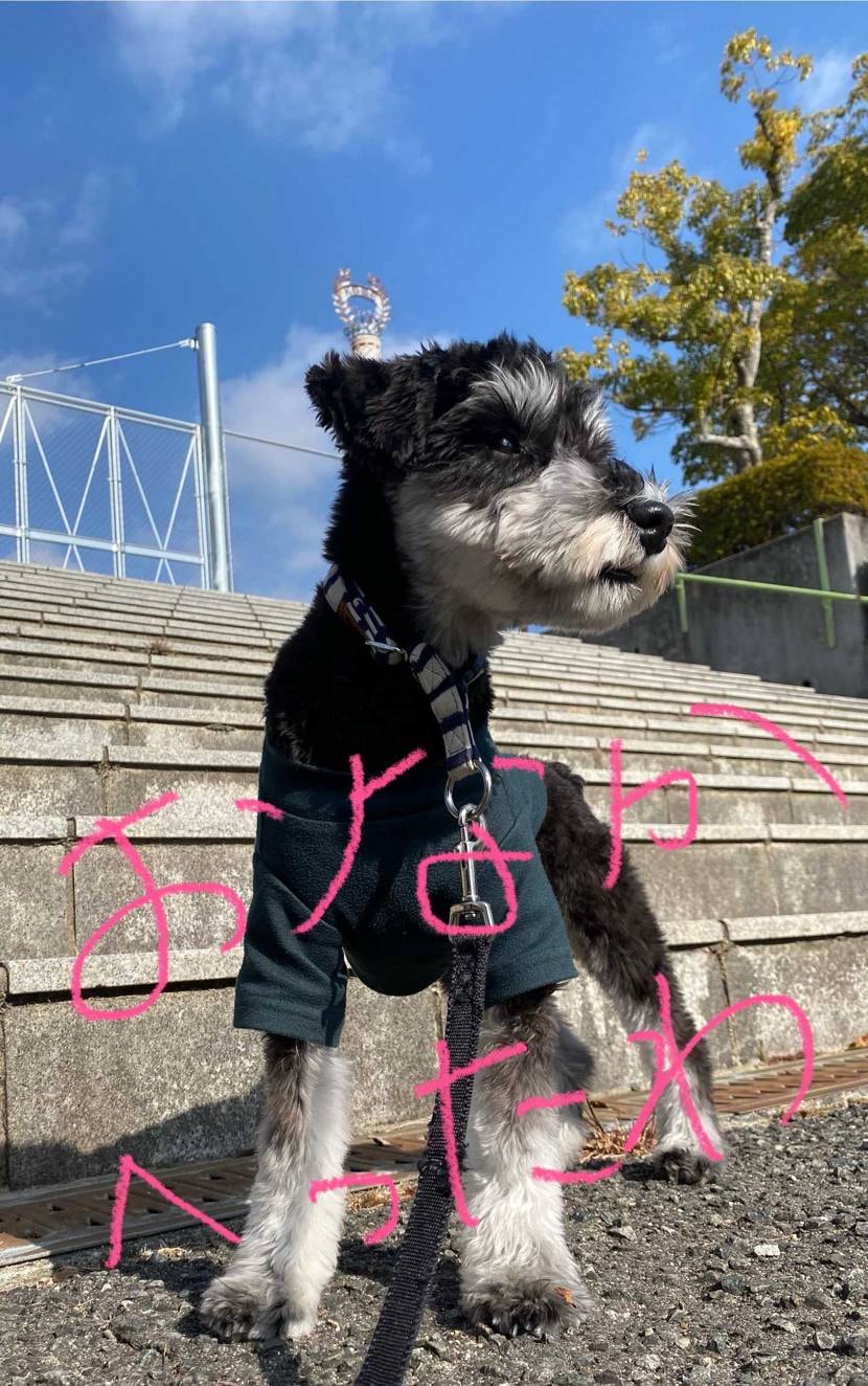 なんてない休日でした🤣☝️
こんにちばんわ😎🙌

🐶の