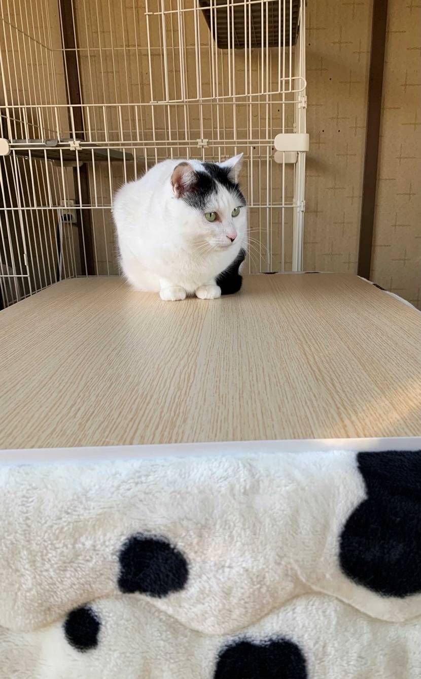 ニューバランスを履いて、にゃんにゃんに会いに🥰
可愛いにゃんにゃんでふ😻
蝶