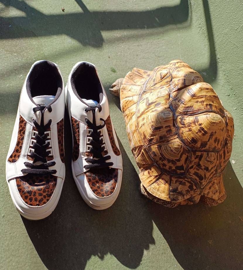 まったりバスキングしている所をお邪魔して🐆柄比べ!?👟は28cm
だいぶ涼しく