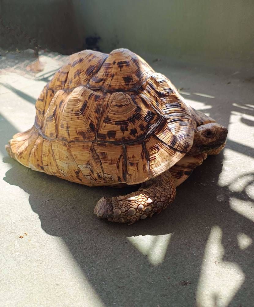 まったりバスキングしている所をお邪魔して🐆柄比べ!?👟は28