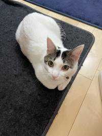 きのこ