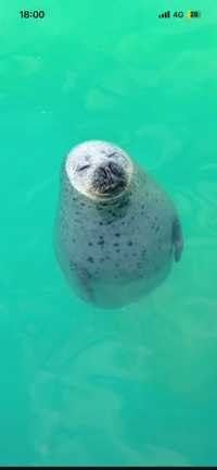 しらま