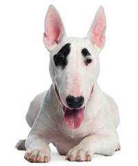 ポッキー
